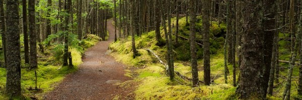Lyrical Walk, Maine