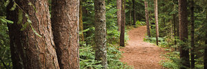 Forest View, Adirondacks
