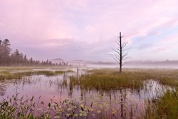 Heron Marsh, Adirondacks