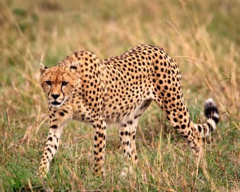 Living the Wild Life – Photographs by Peter G&hellip;
