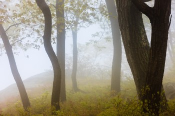 Photo of the Day – Tree Songs, Hudson Valley